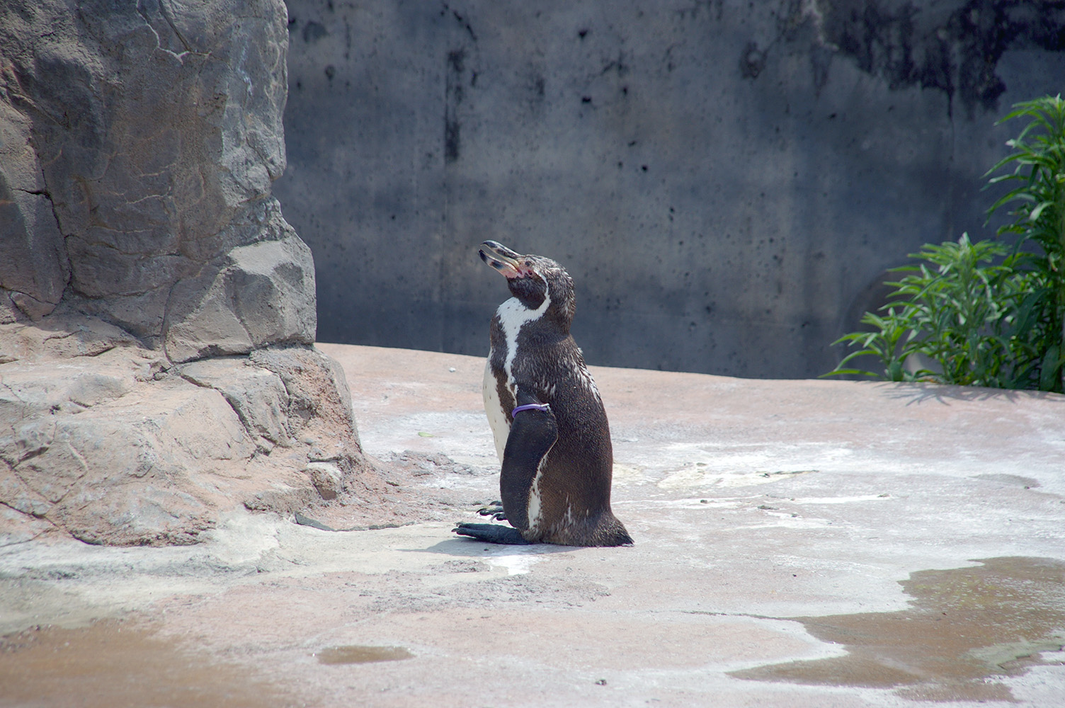 東武動物公園のフンボルトペンギン