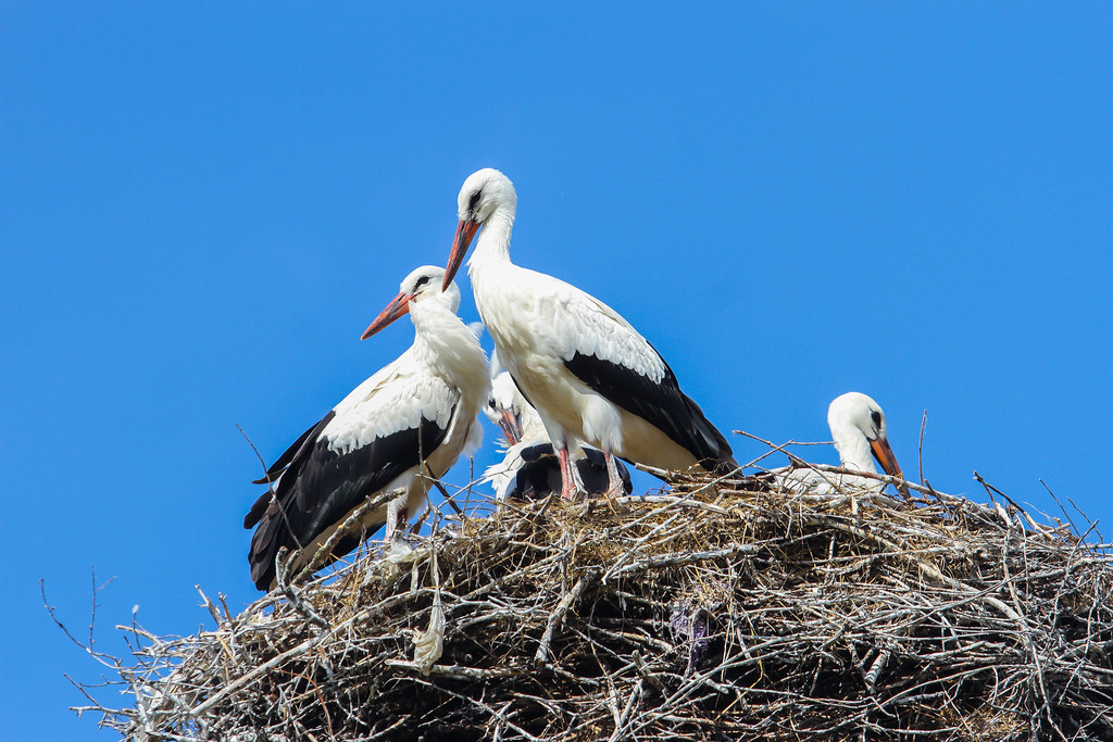巣の中のシュバシコウ。親鳥と若鳥が同じ巣におり、巣は年を追って積み上げられていく