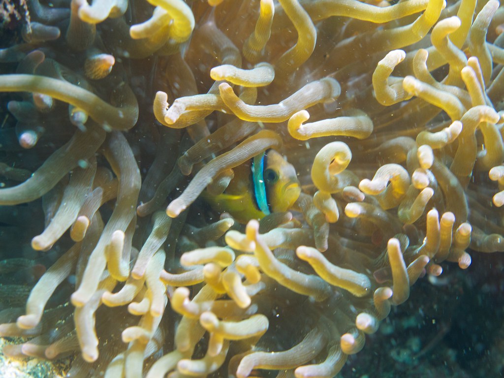クマノミ（Amphiprion clarkii）