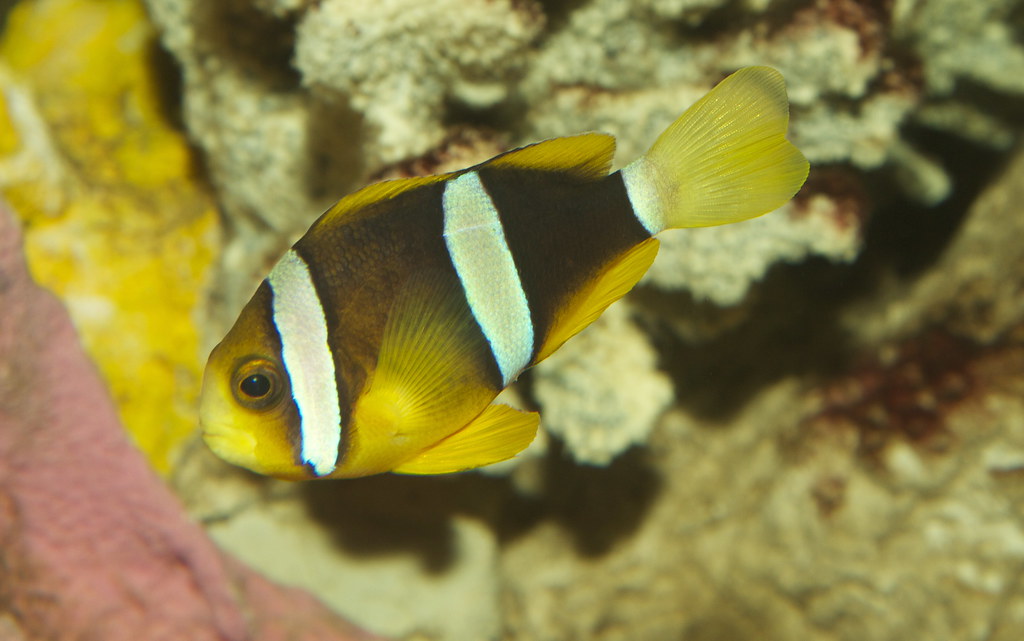 クマノミ（Amphiprion clarkii）