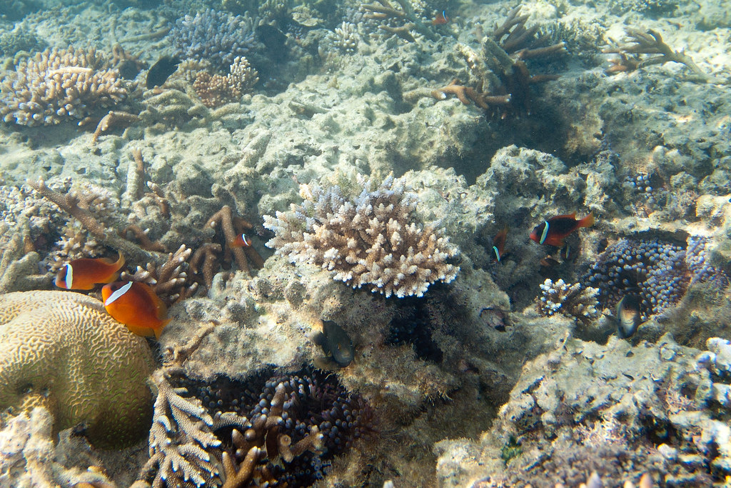 イソギンチャクの一種 Entacmaea quadricolor（バブルティップアネモネ）と共生するクマノミ属の魚（写真は別種 Amphiprion melanopus）