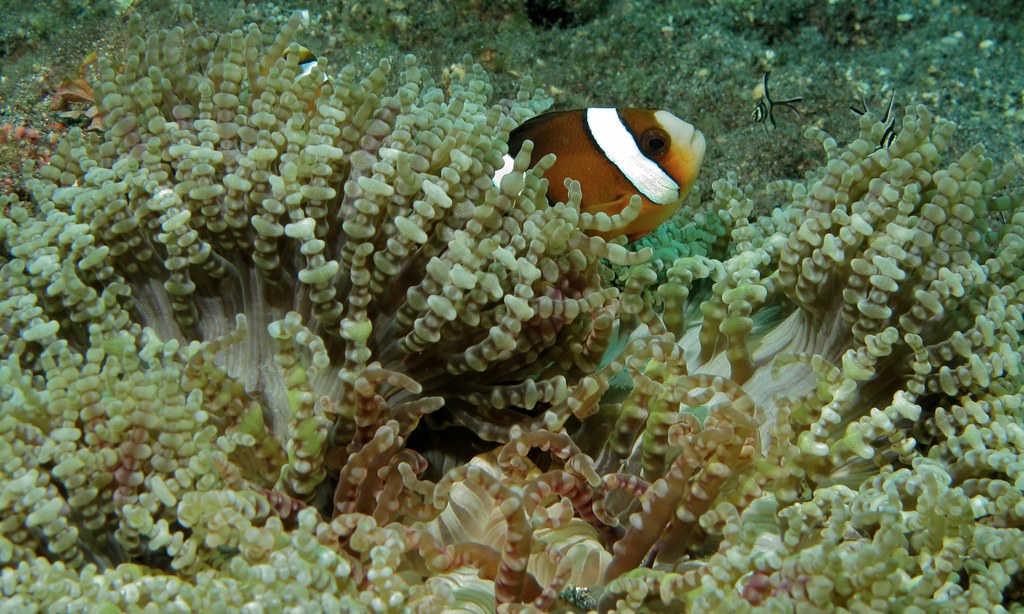 イソギンチャクの触手の中にいるクマノミ（Amphiprion clarkii）