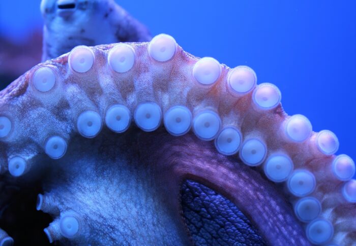 ワモンダコはなぜ色盲なのに周囲の色にそっくり化けられるのか｜擬態の仕組みを研究データから整理する