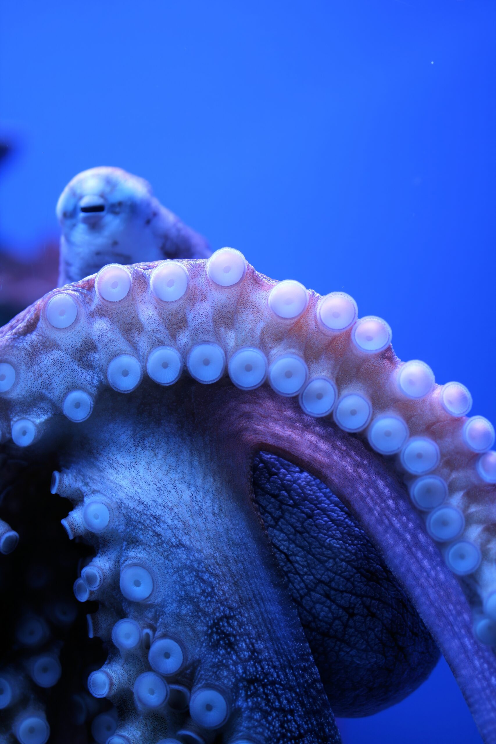 マウイ・オーシャンセンターで撮影されたワモンダコ