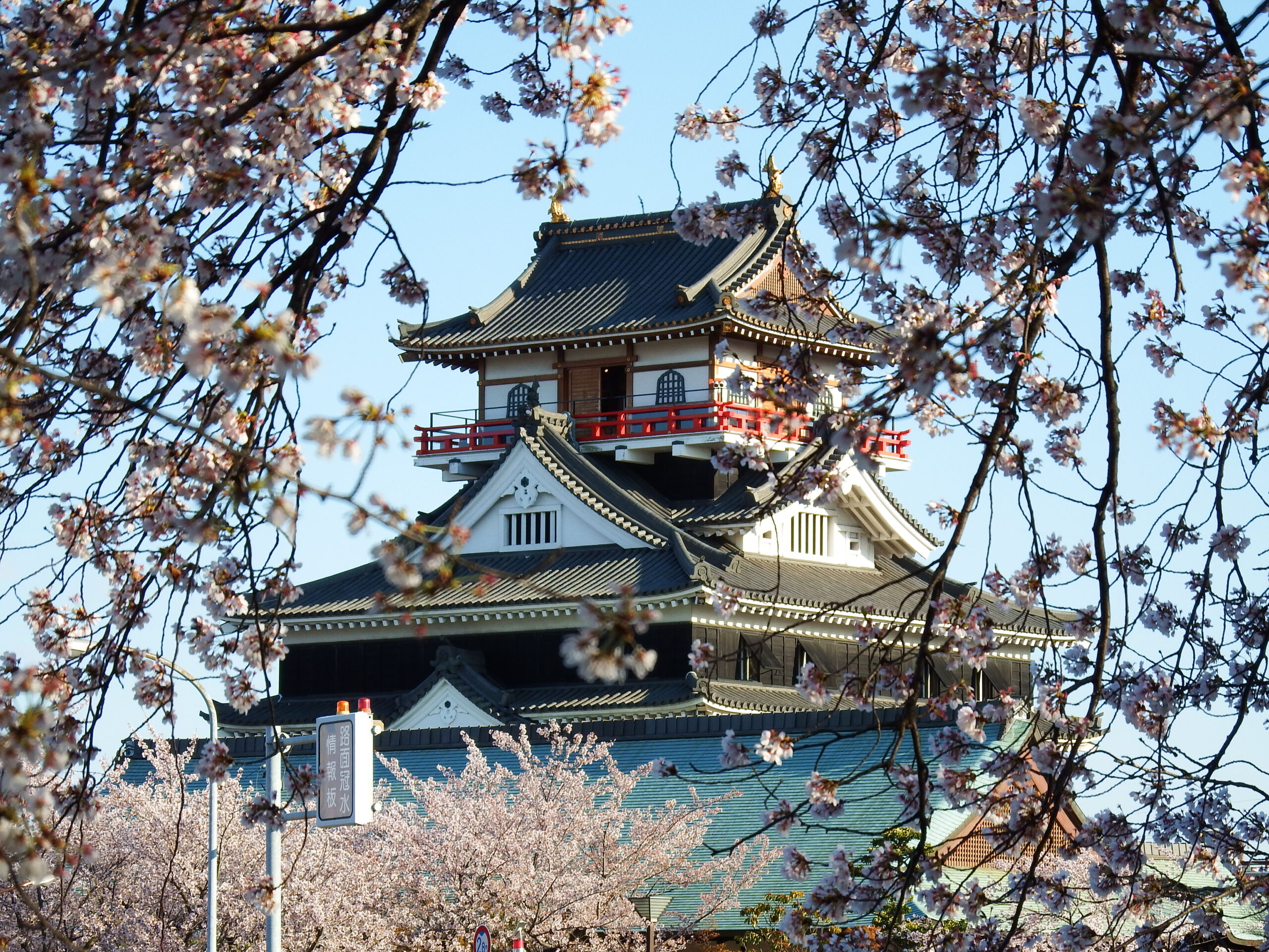 清洲城天主閣と桜