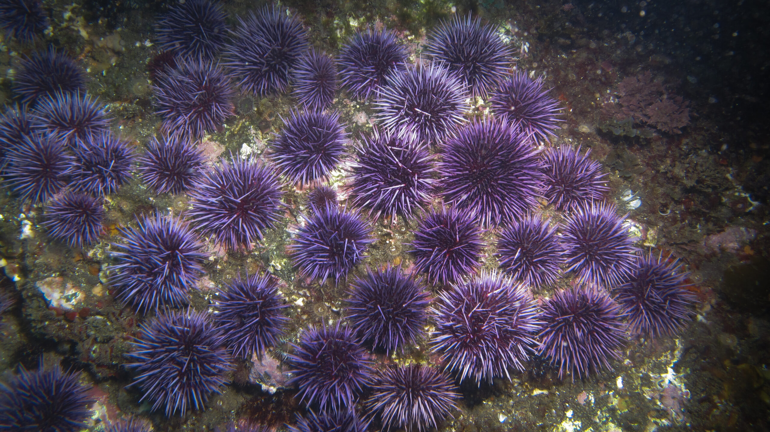紫ウニ(Strongylocentrotus purpuratus)の群れ