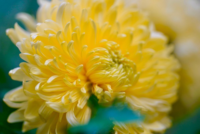 黄色い菊の花のクローズアップ