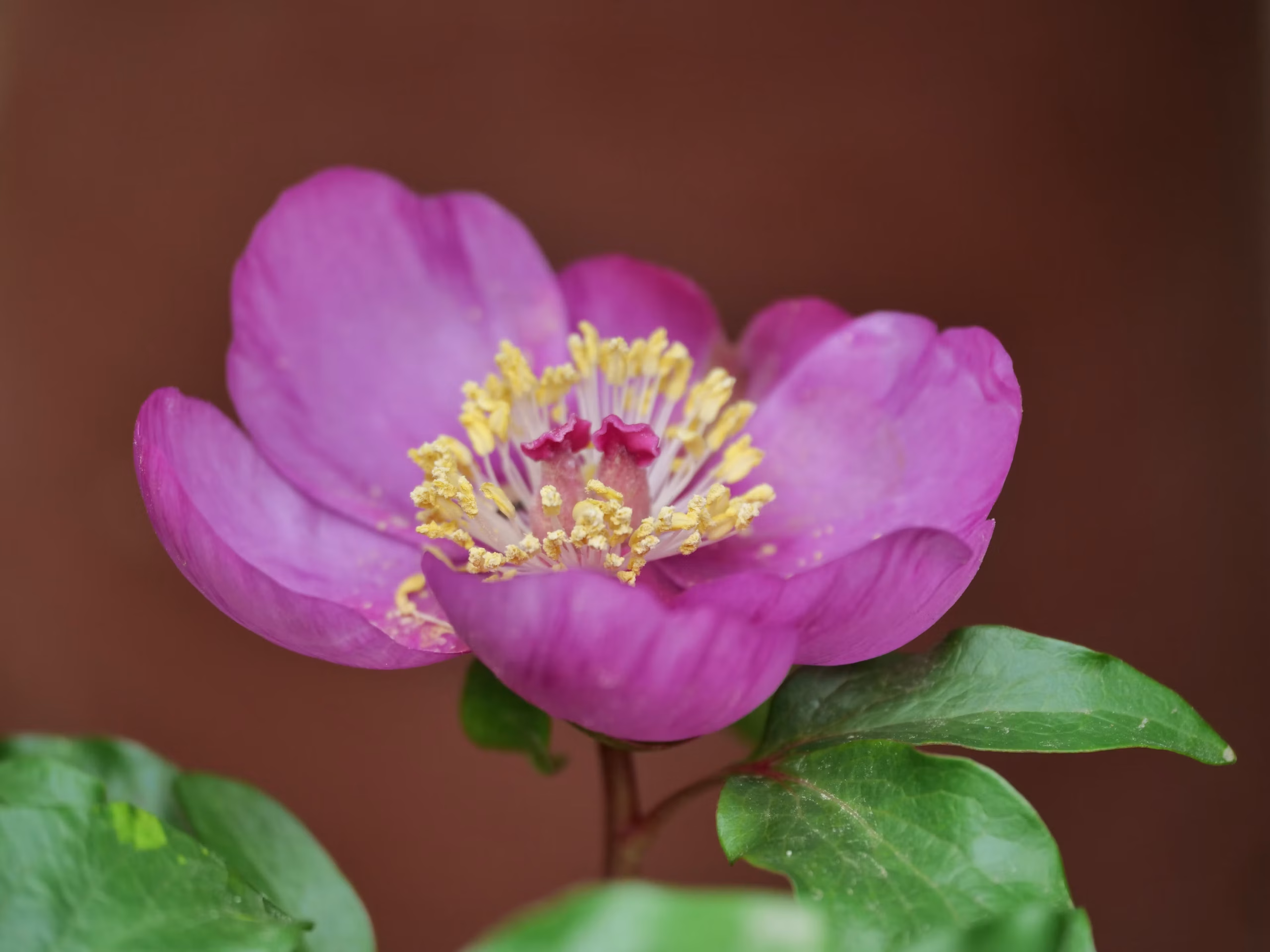 ピンクのピオニーの花