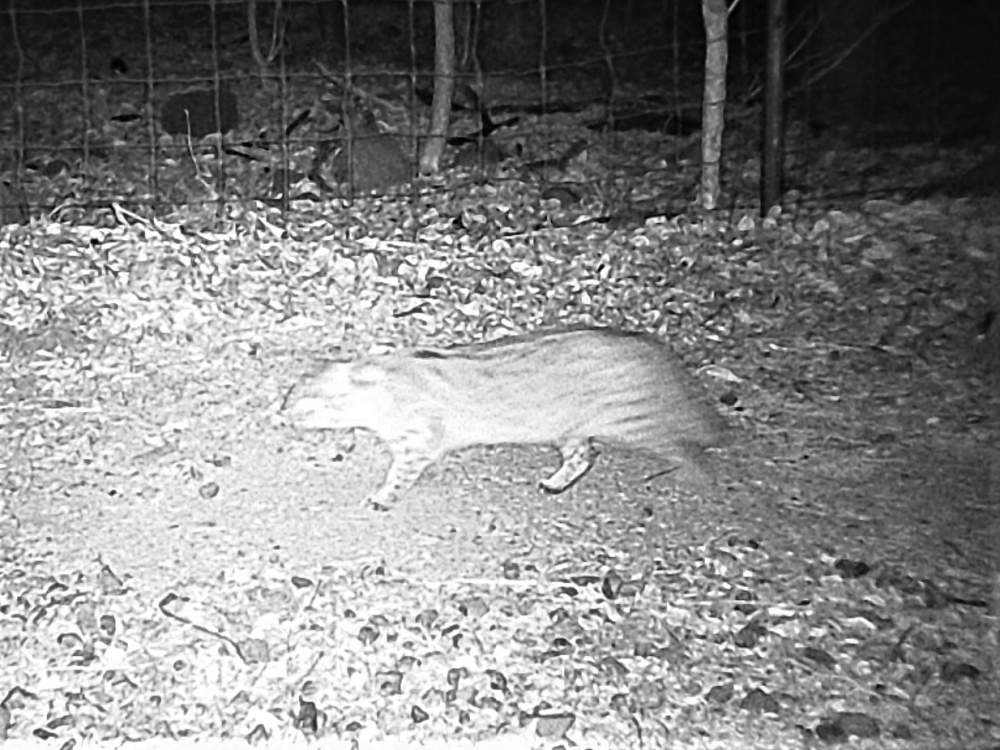 対馬市厳原町内院で自動撮影カメラが捉えた野生のツシマヤマネコ