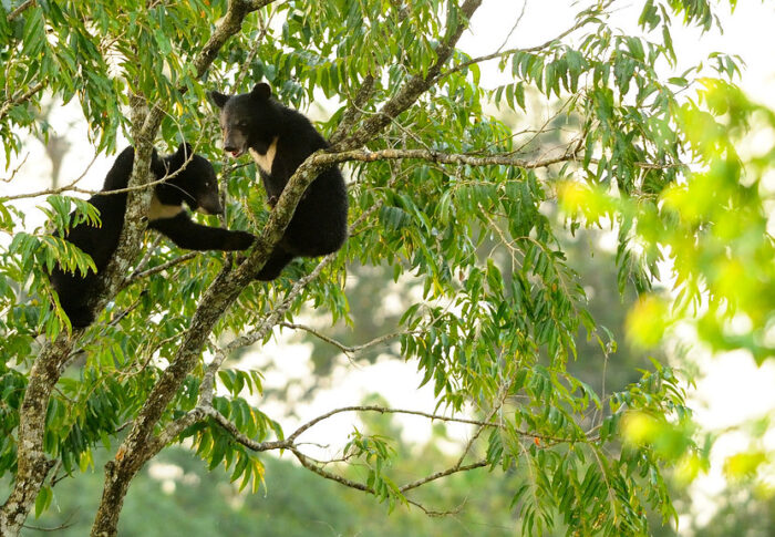 ツキノワグマはなぜ出没が増える年と減る年があるのか｜ブナ・ミズナラの豊凶サイクルから読み解く