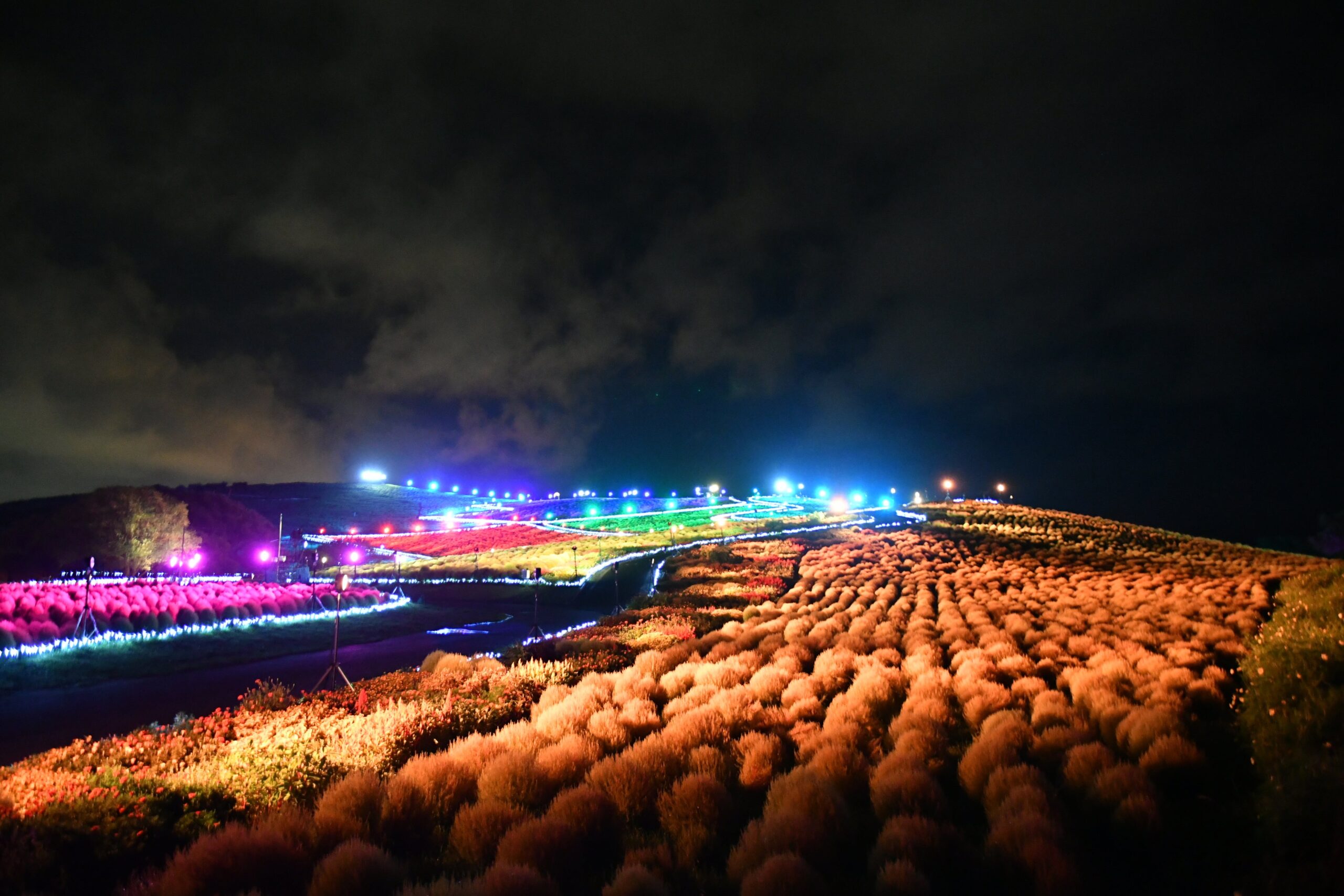 コキアライトアップ2026の会場・フォトスポット風景