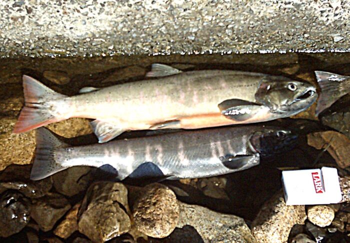 ビワマスはなぜ琵琶湖の固有種になった？海に下らないサケの一生