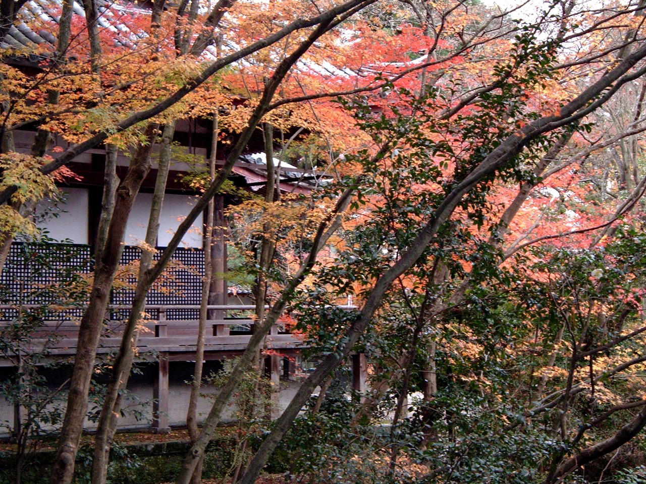 永観堂の紅葉