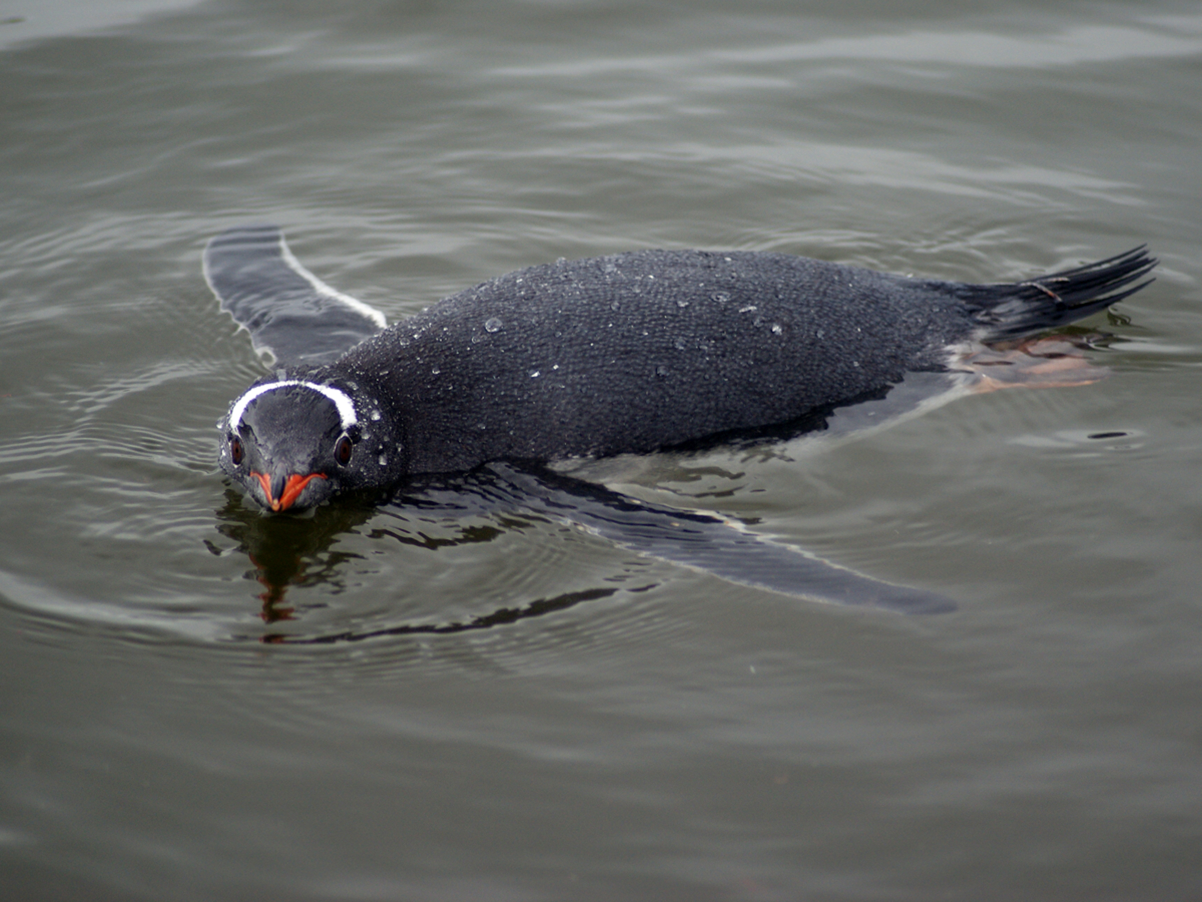 潜水するジェンツーペンギン
