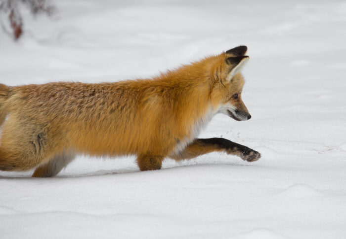 キツネはなぜ北北東に跳ぶと獲物を仕留めやすいのか｜地磁気説を研究データから整理する