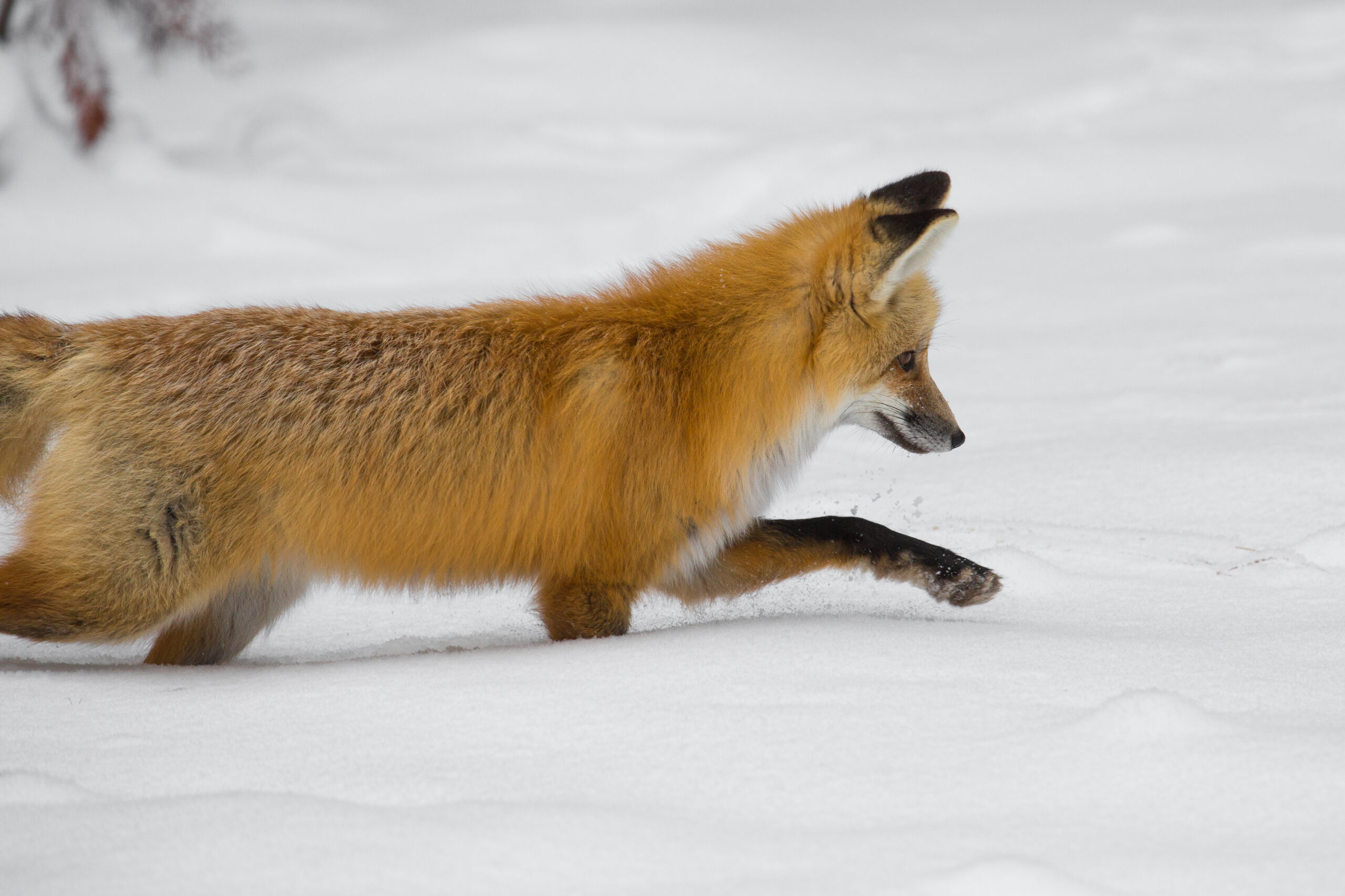雪原で狩りをするアカギツネ
