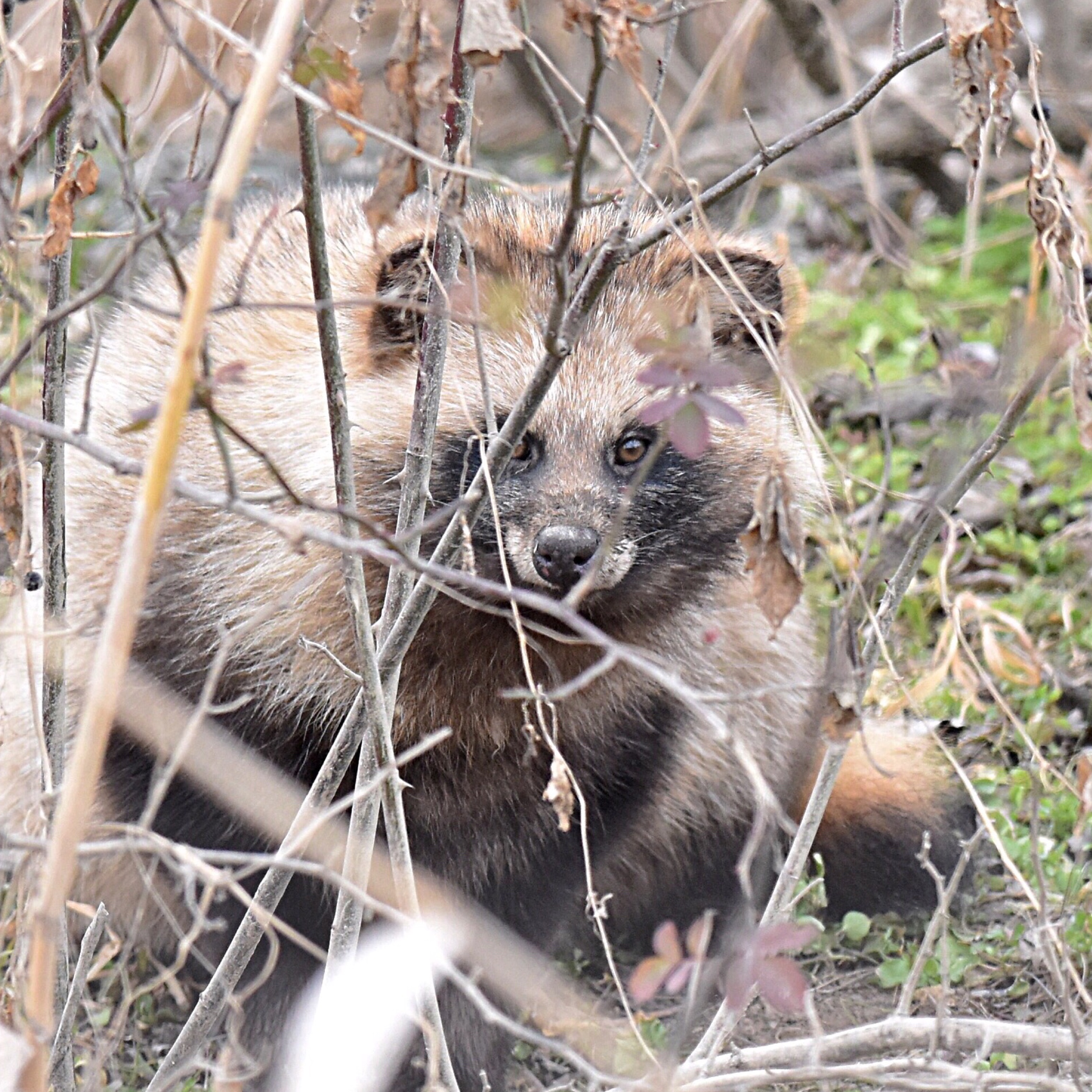 ホンドタヌキ（Nyctereutes viverrinus）