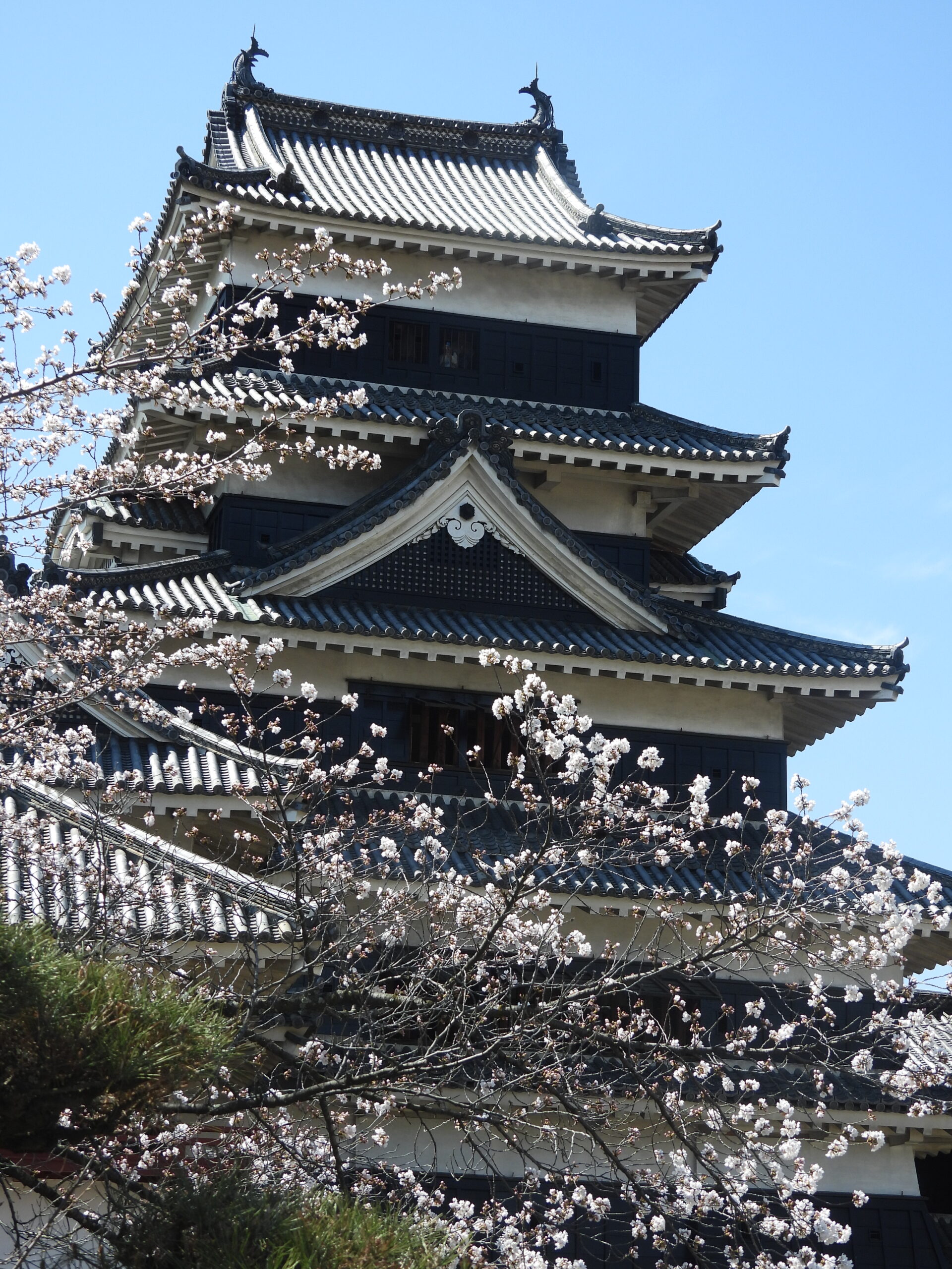 松本城と桜（長野県松本市）