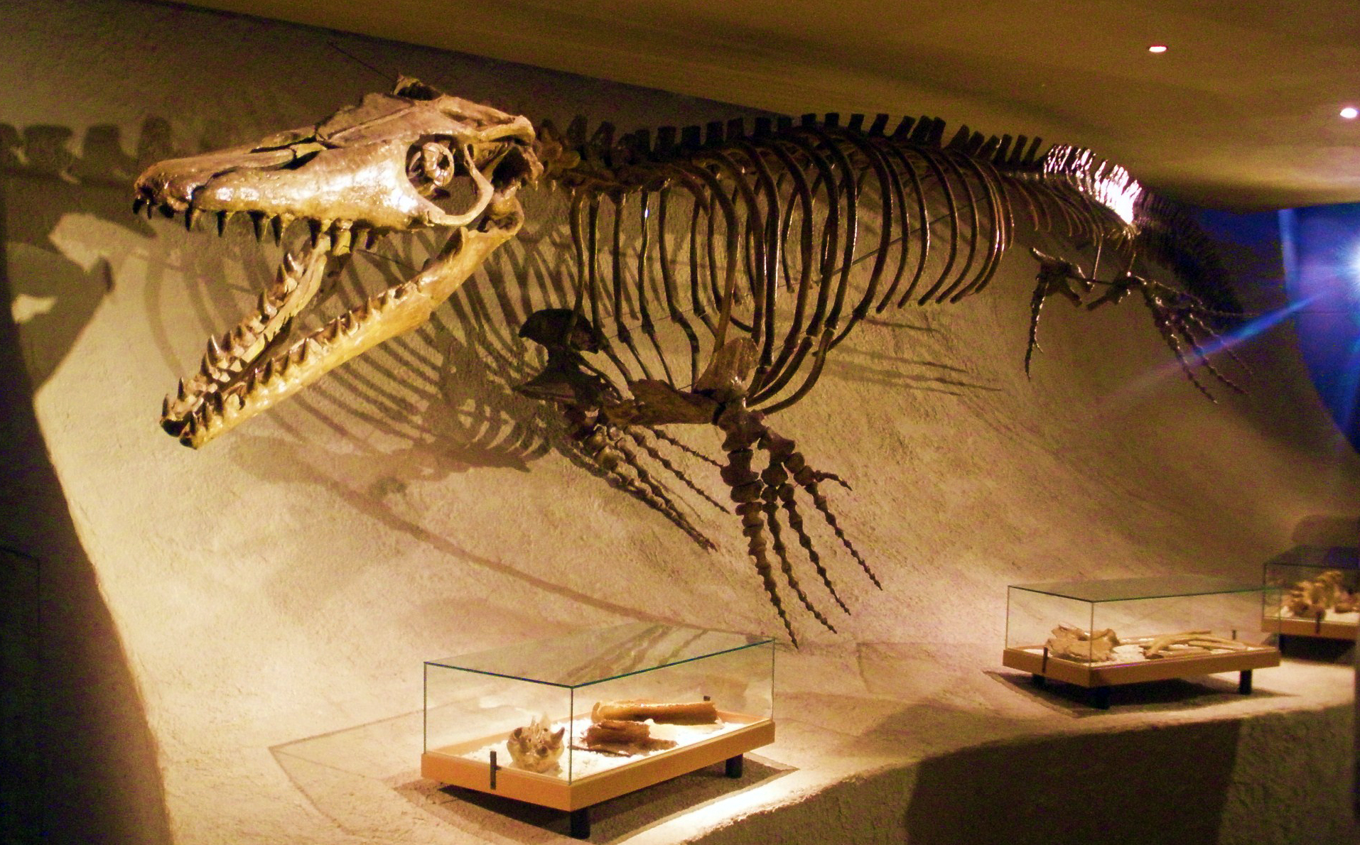 マーストリヒト自然史博物館に展示されたモササウルス（Mosasaurus hoffmannii）の復元骨格