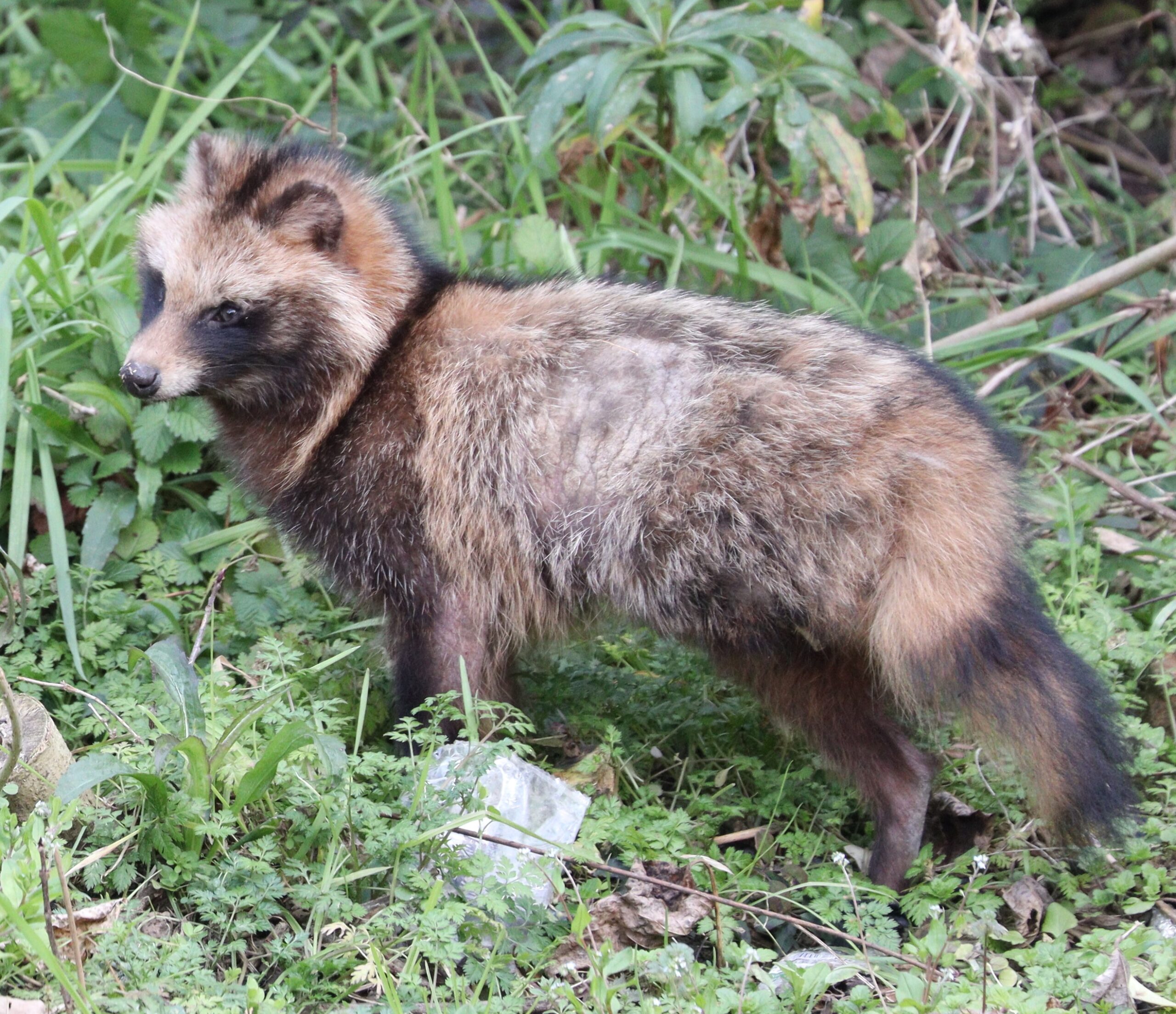 草地にいるホンドタヌキ
