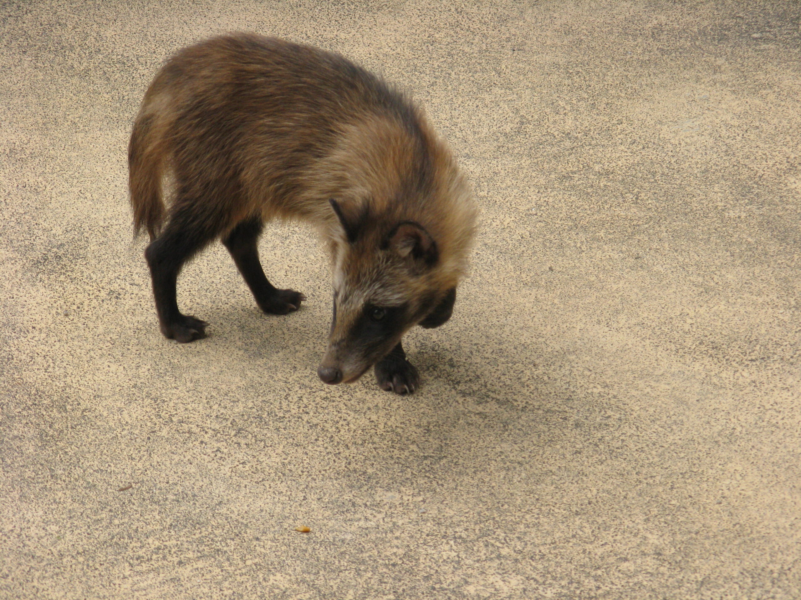 宮島で撮影されたホンドタヌキの幼獣
