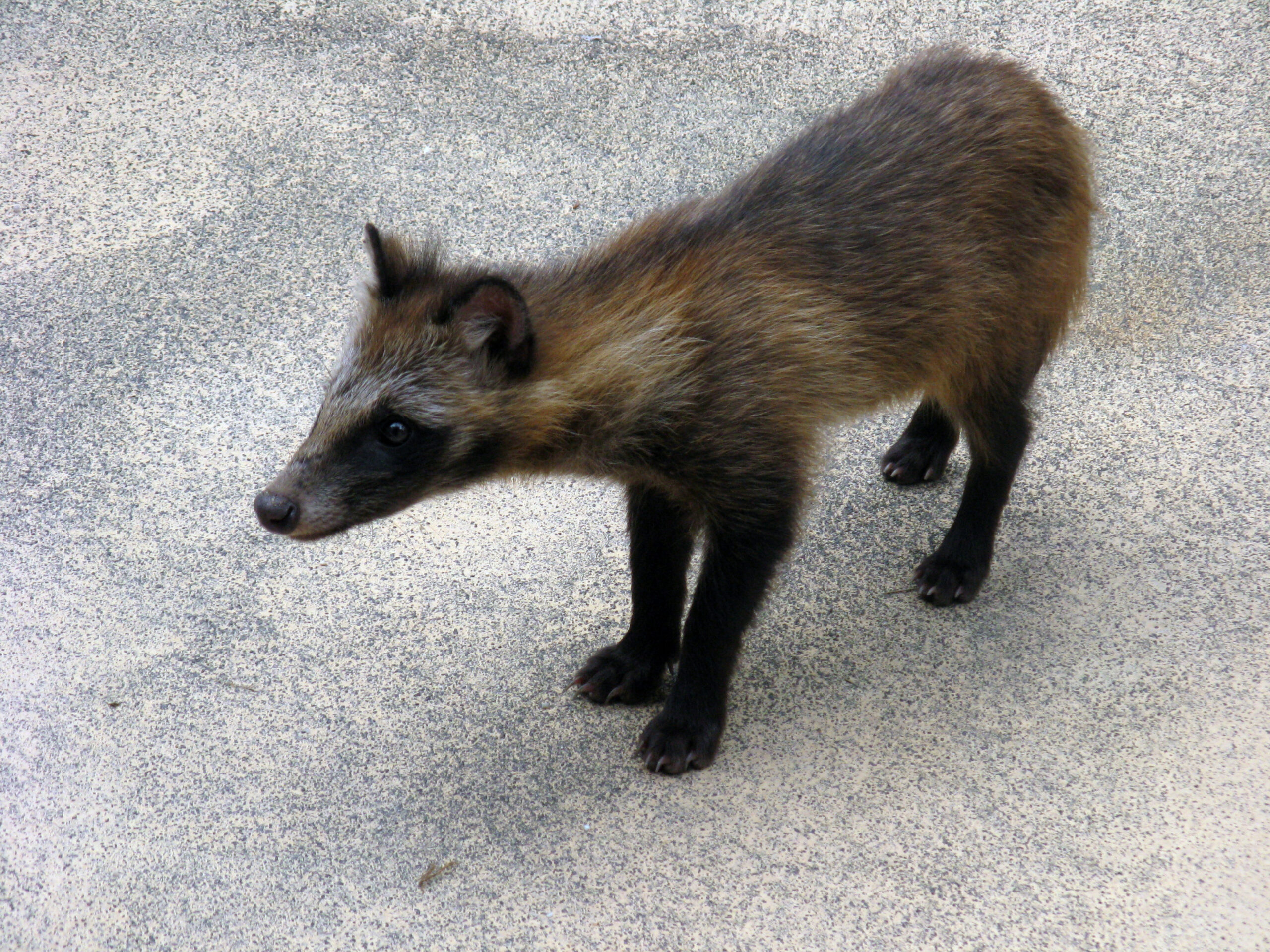 宮島で撮影されたタヌキの幼獣
