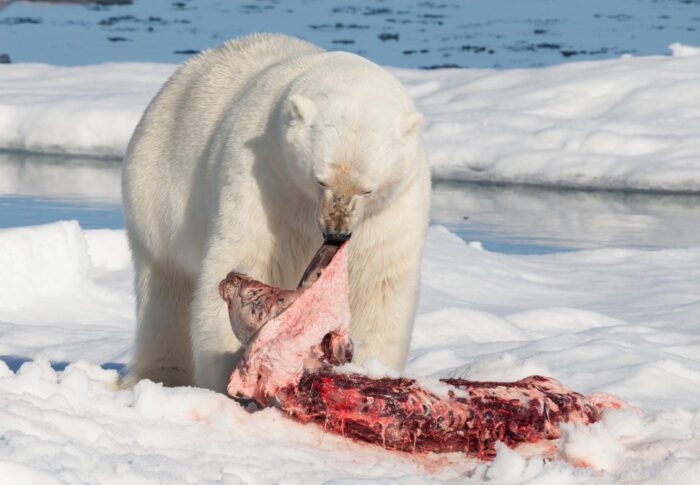 ホッキョクグマはなぜ内陸の川に現れるようになったのか｜海氷減少と採食行動の研究から整理する