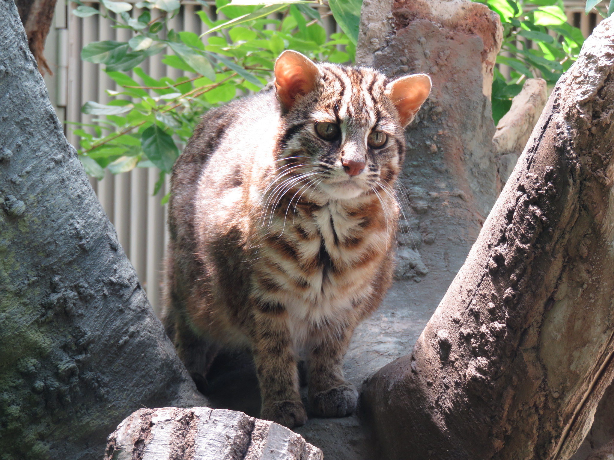 東山動植物園で飼育されているツシマヤマネコ