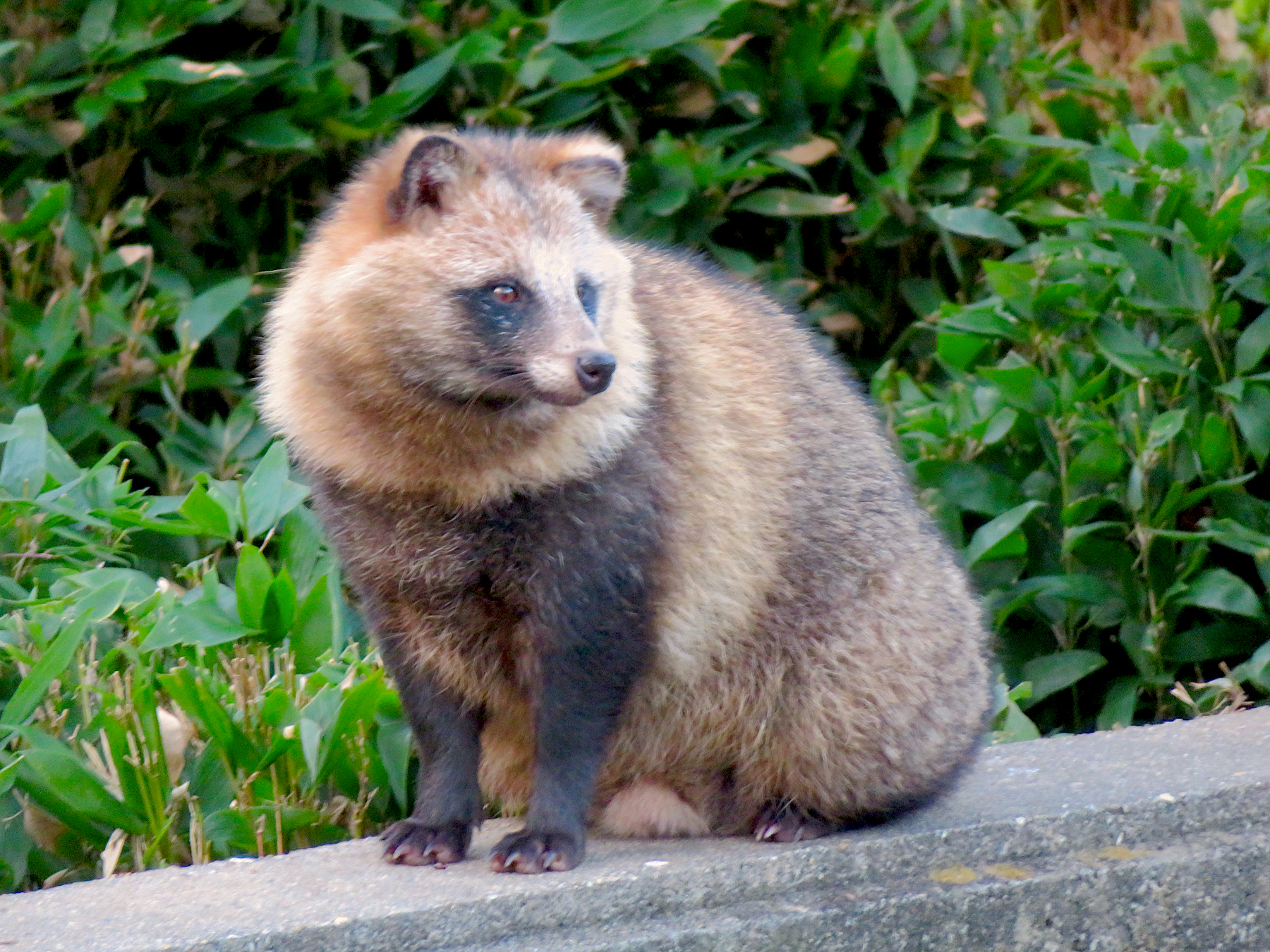 東山動植物園で飼育されているホンドタヌキ