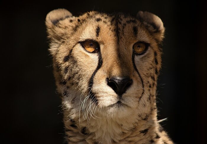 チーターはなぜ仕留めた獲物をライオンやハイエナに譲ってしまうのか｜野生下計測の時速93kmと6本の論文から読み解く