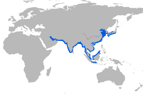 スナメリ属(3種)の世界的な分布を示す地図