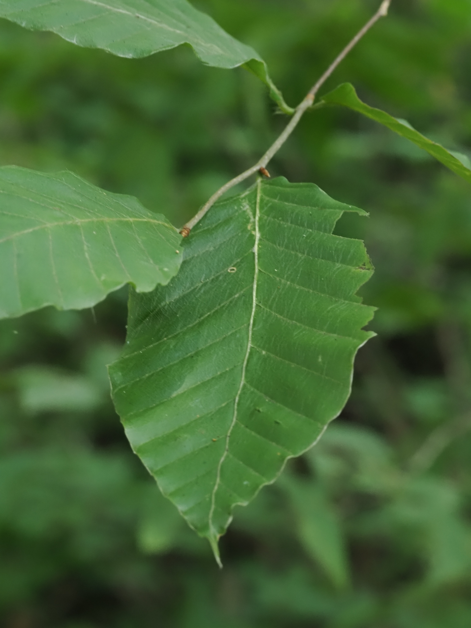 ブナ(Fagus crenata)