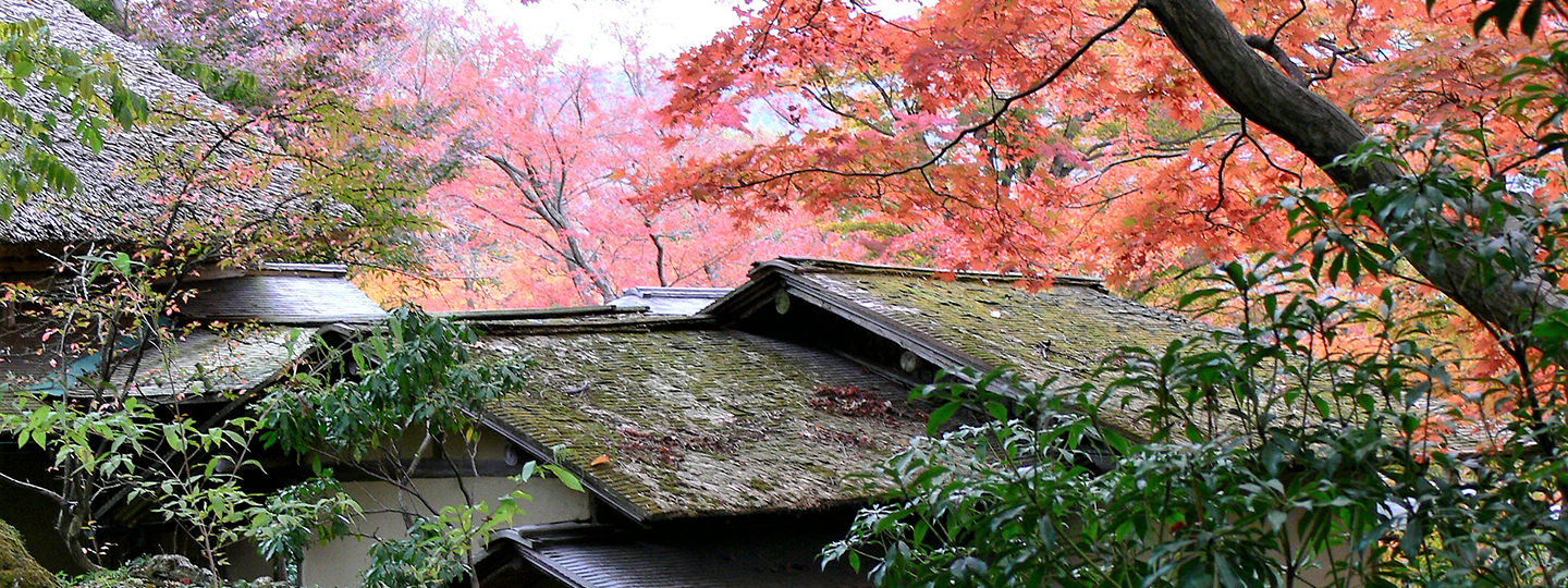 箱根強羅公園の紅葉(噴水とモミジ)