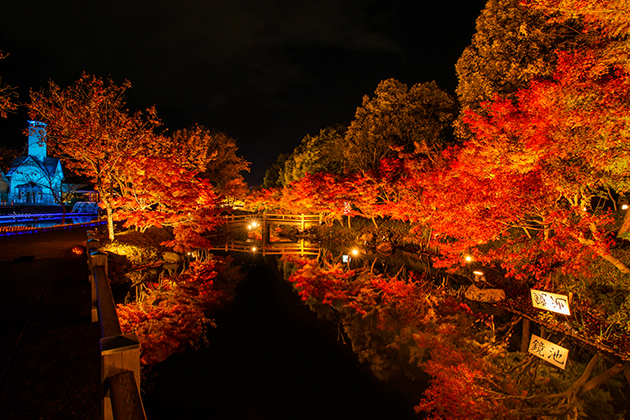 なばなの里の紅葉ライトアップ