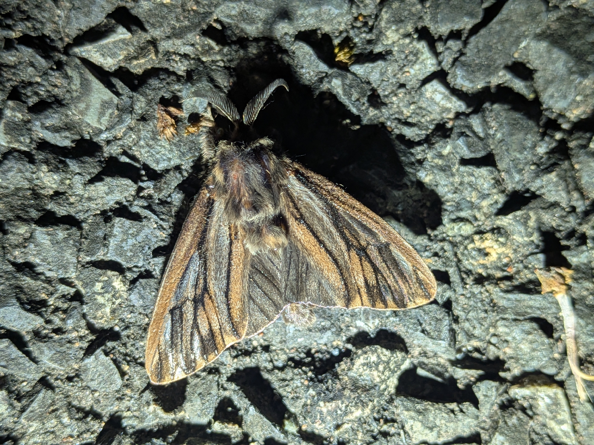 岩の上にとまるオオミノガの成虫のオス