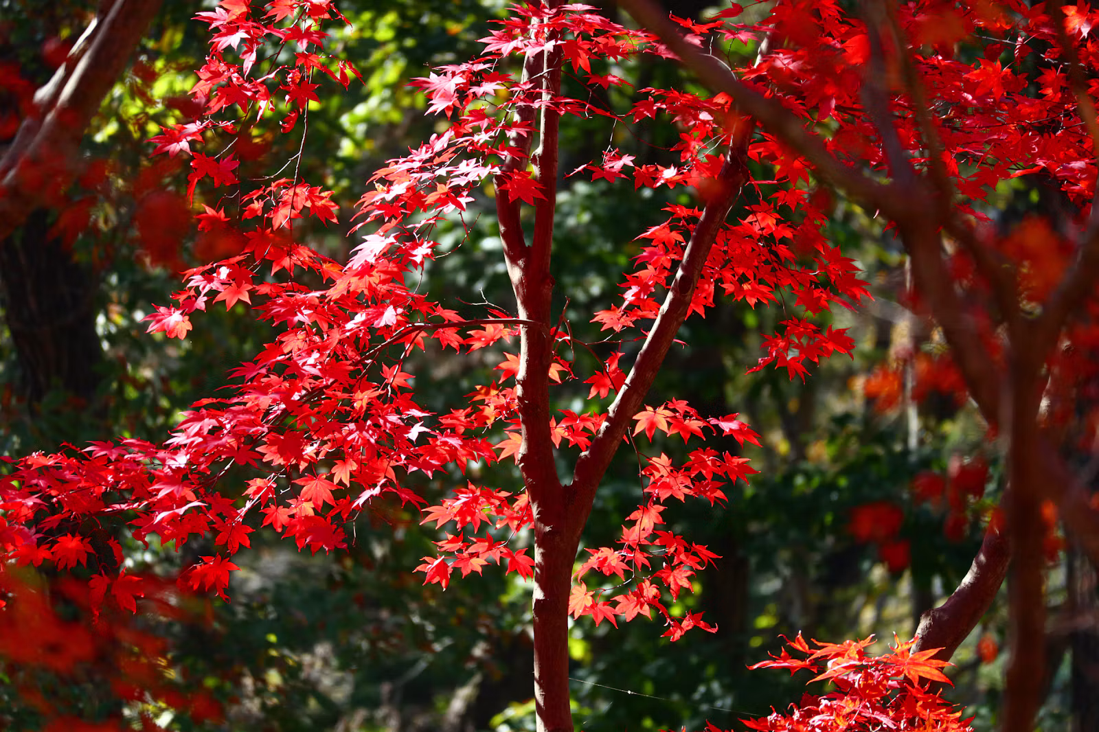 紅葉した赤いモミジのイメージ写真