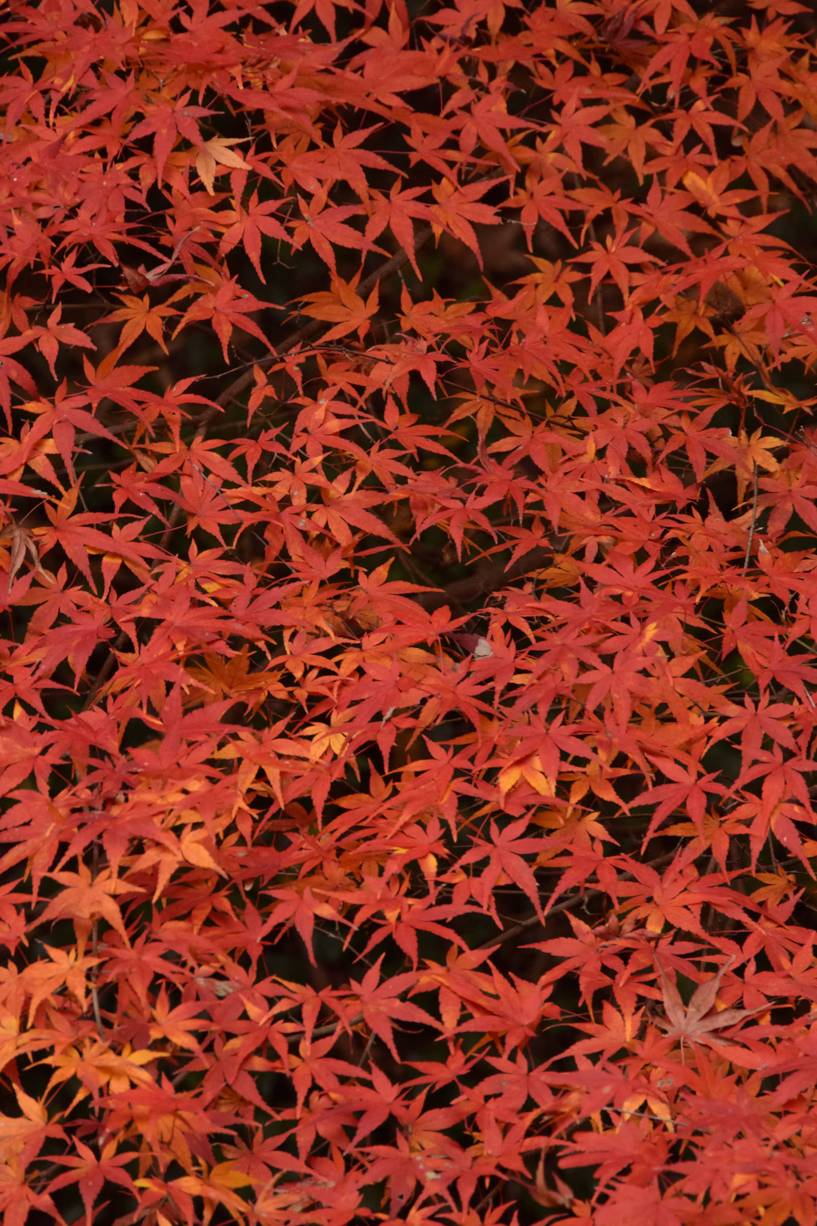 地面に落ちた紅葉のイメージ写真