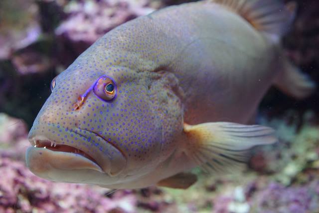 ハタとウツボはなぜ一緒に狩りをするのか｜狩りの成功率が単独の約5倍に上がる仕組みを研究データから整理する